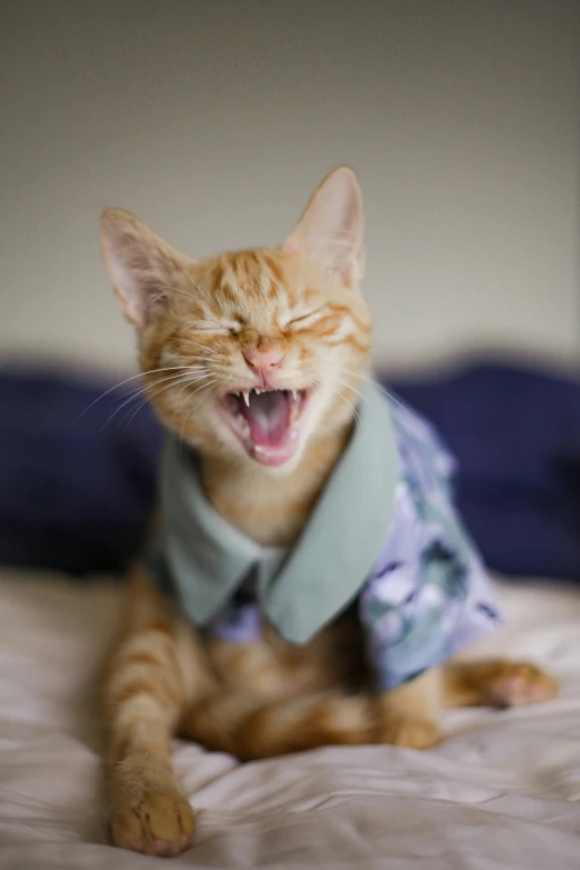 an orange cat sitting on top of a bed