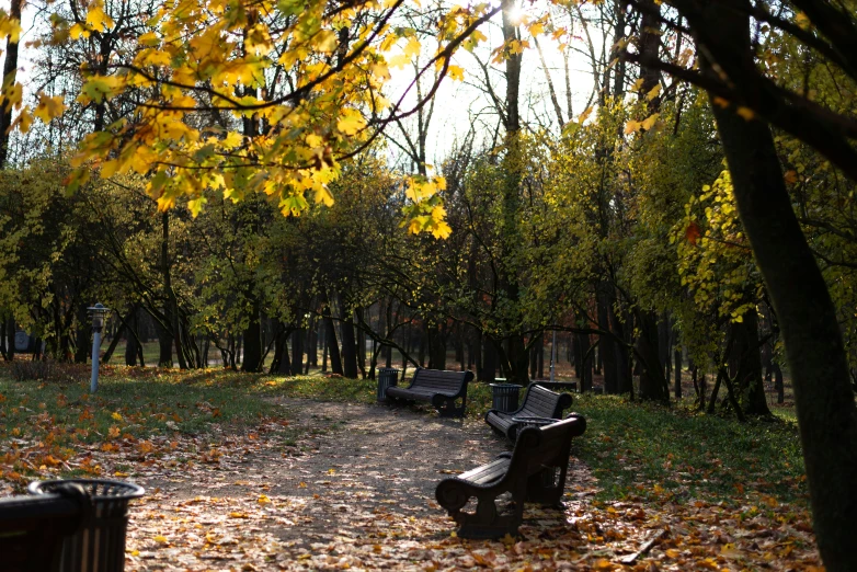 an area with leaves and benches, with fall leaves scattered about it