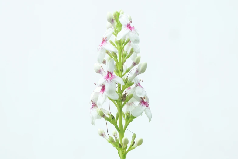 a single white flower blooming on top of a green nch