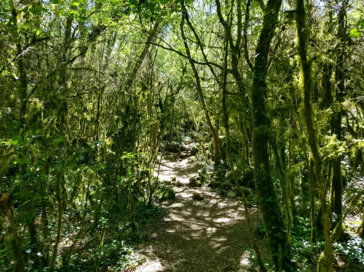 the trail leads through dense vegetation on an island
