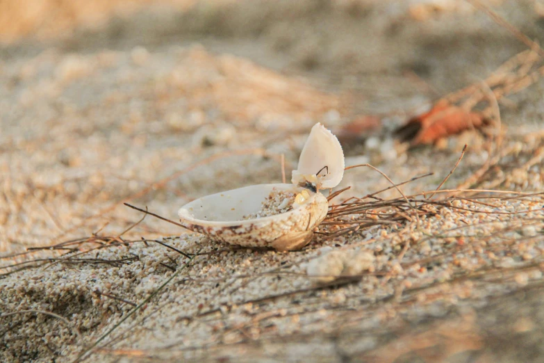 a erfly standing on top of a white plate