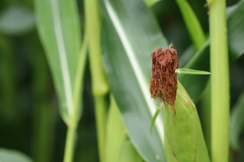 this is a red substance that looks like a bug crawling on it