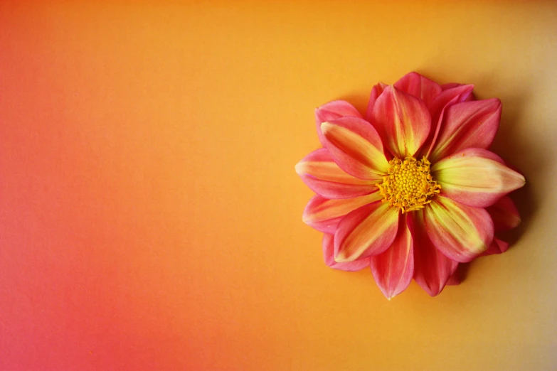 an orange and pink flower is in the center of a bright wall