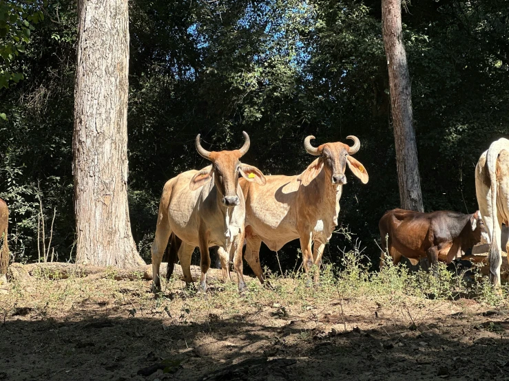 animals that are standing together in the grass