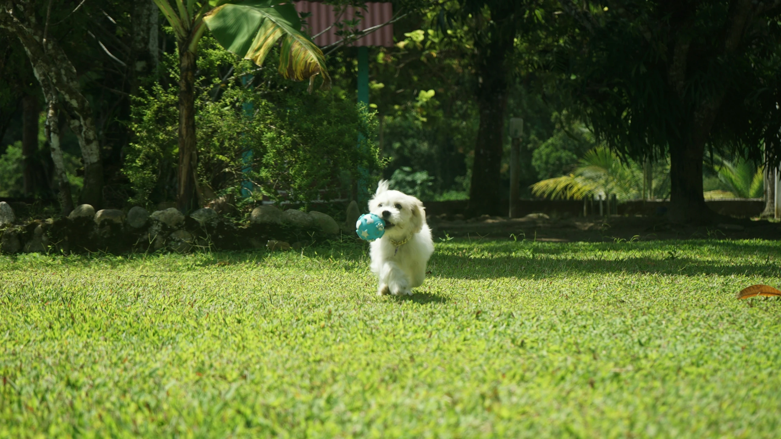 a white dog on a grassy field with a ball in it's mouth