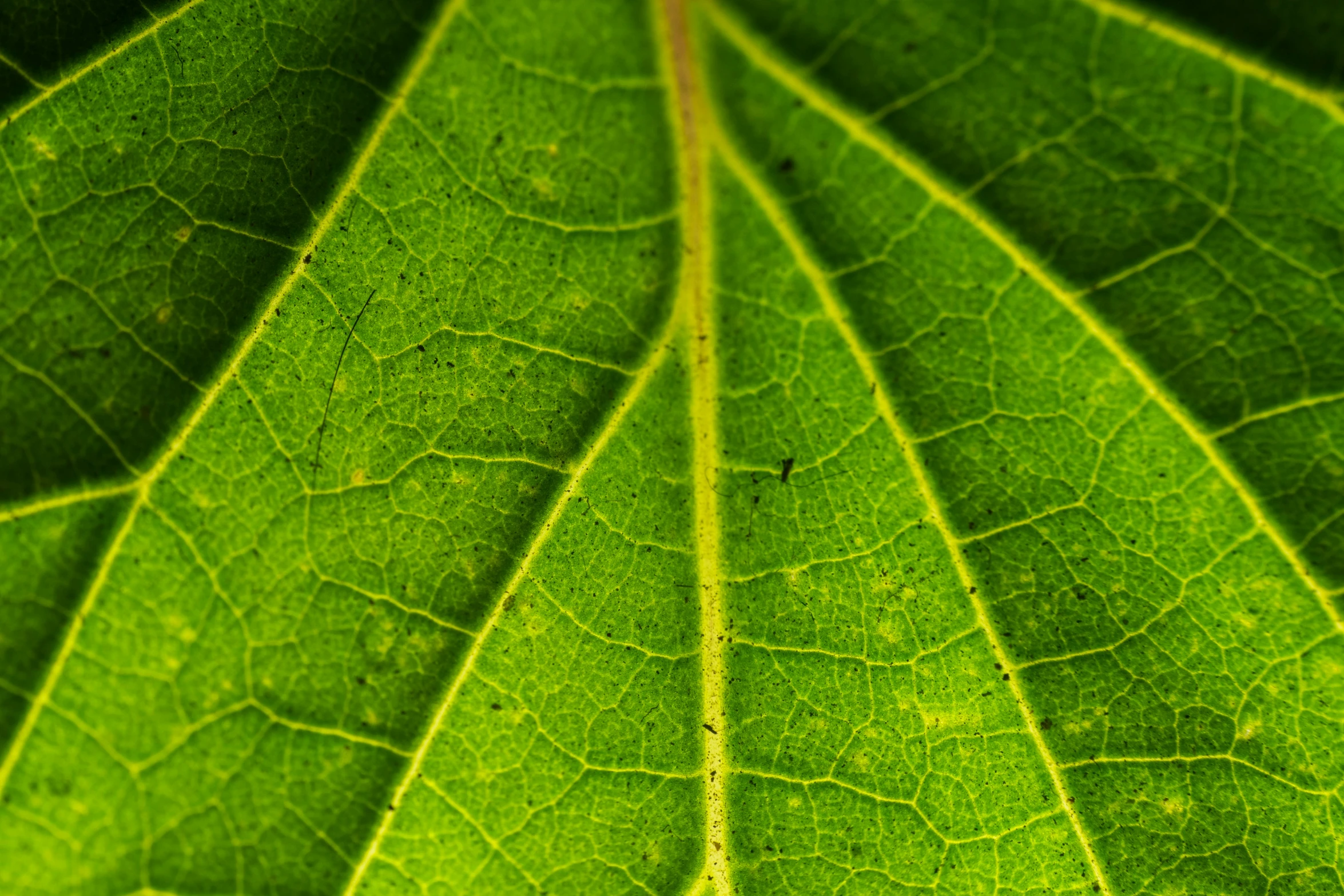 the background of a very close up view of green leaves