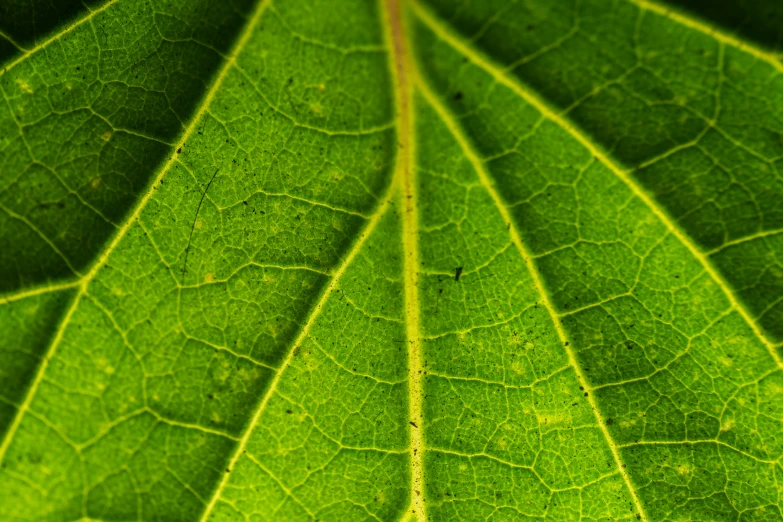 the background of a very close up view of green leaves