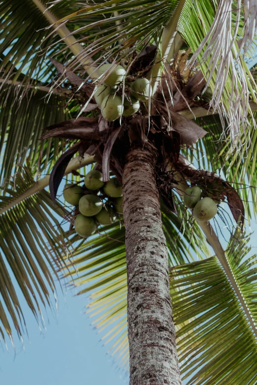 a view up at some palm trees and the nches with fruit