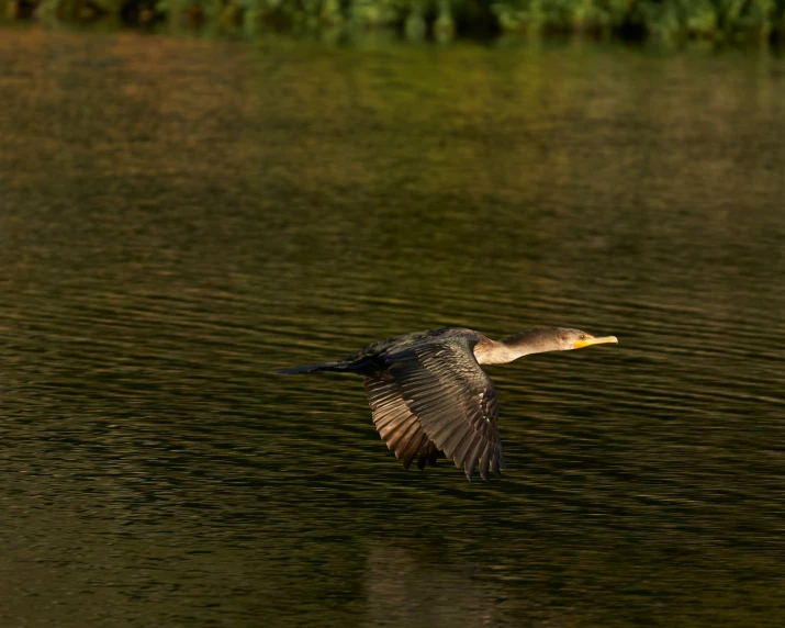 a bird flying over the water in front of trees