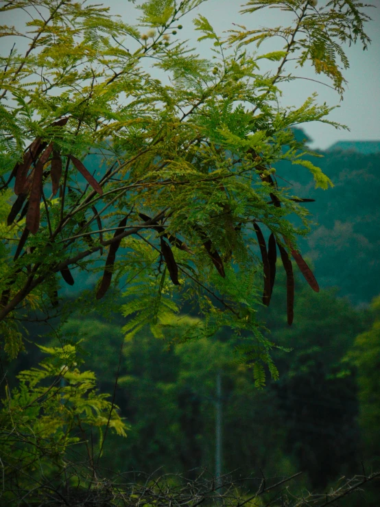 some birds sitting on top of some green leaves