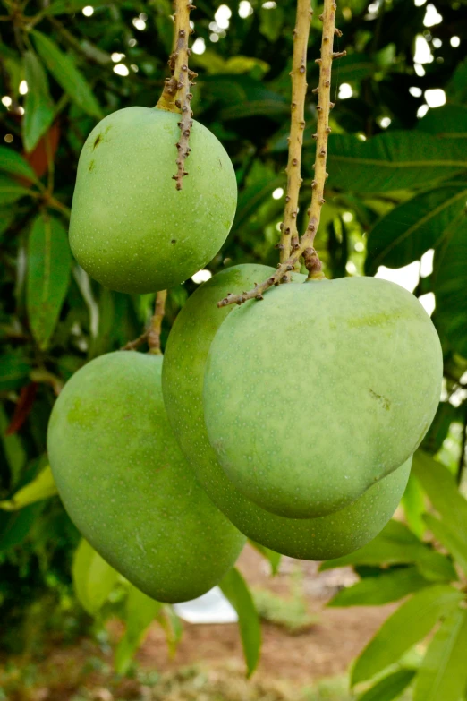 some very pretty hanging green fruit in a tree