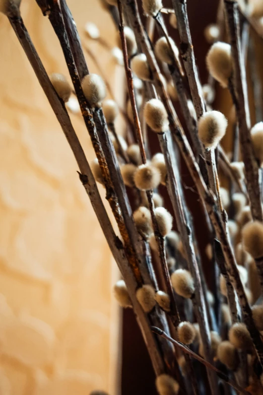 bunches of cotton balls hang from the nches of an ornamental shrub