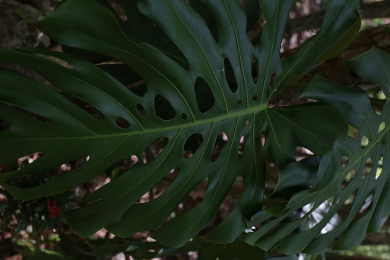 a large green leaf sitting under a palm tree