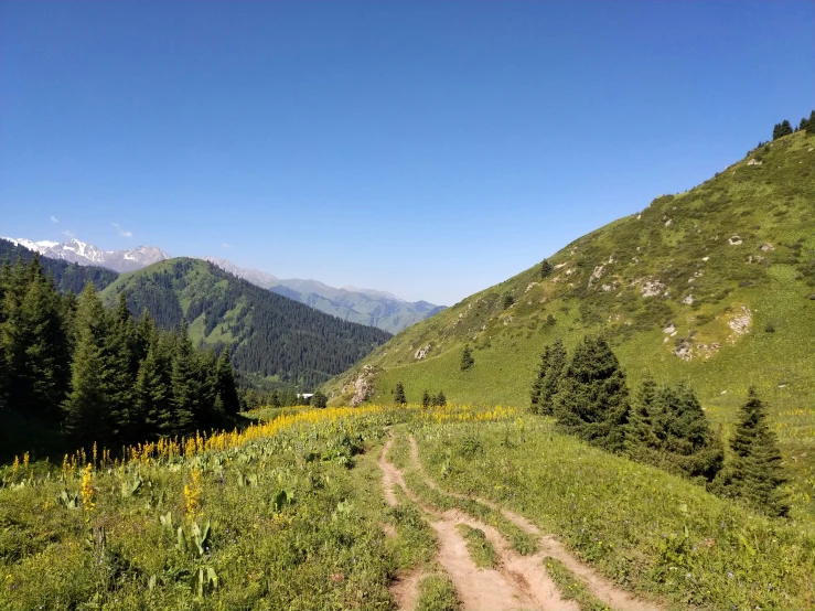 a dirt road runs across the meadow next to pine trees