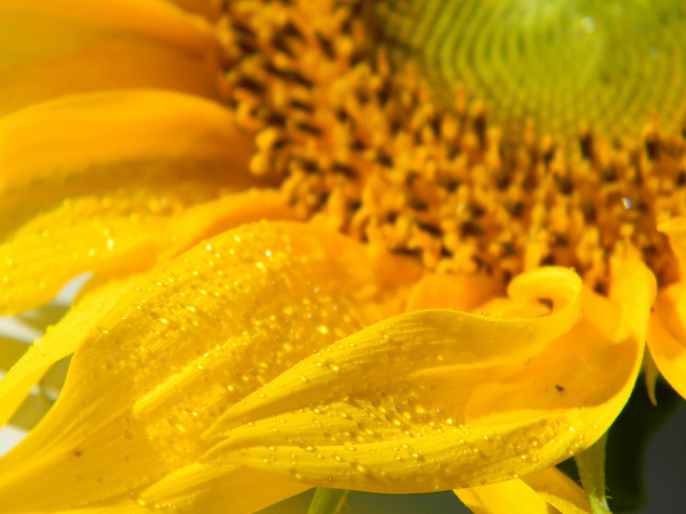 a sunflower with water droplets on it's petals