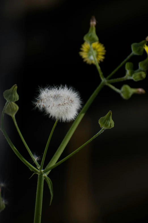 a small flower and a leaf with buds