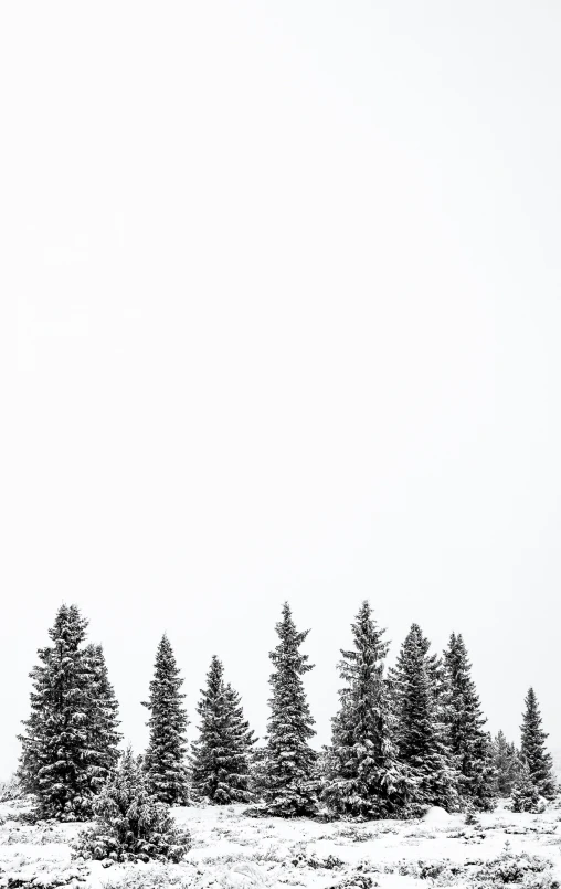 a field that has some trees in the middle of it