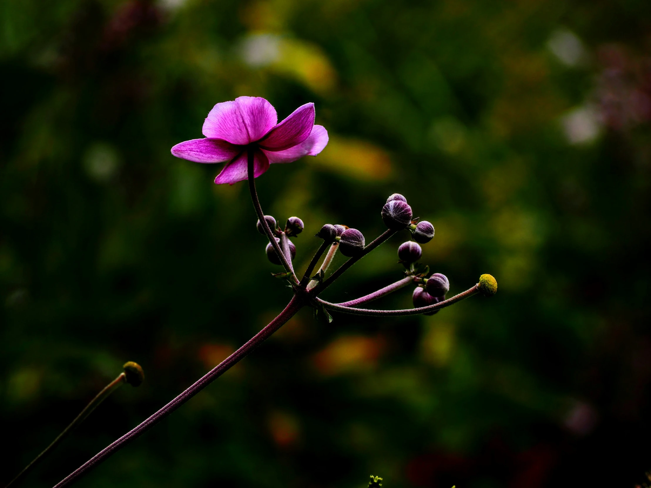 a flower with long stems in a garden