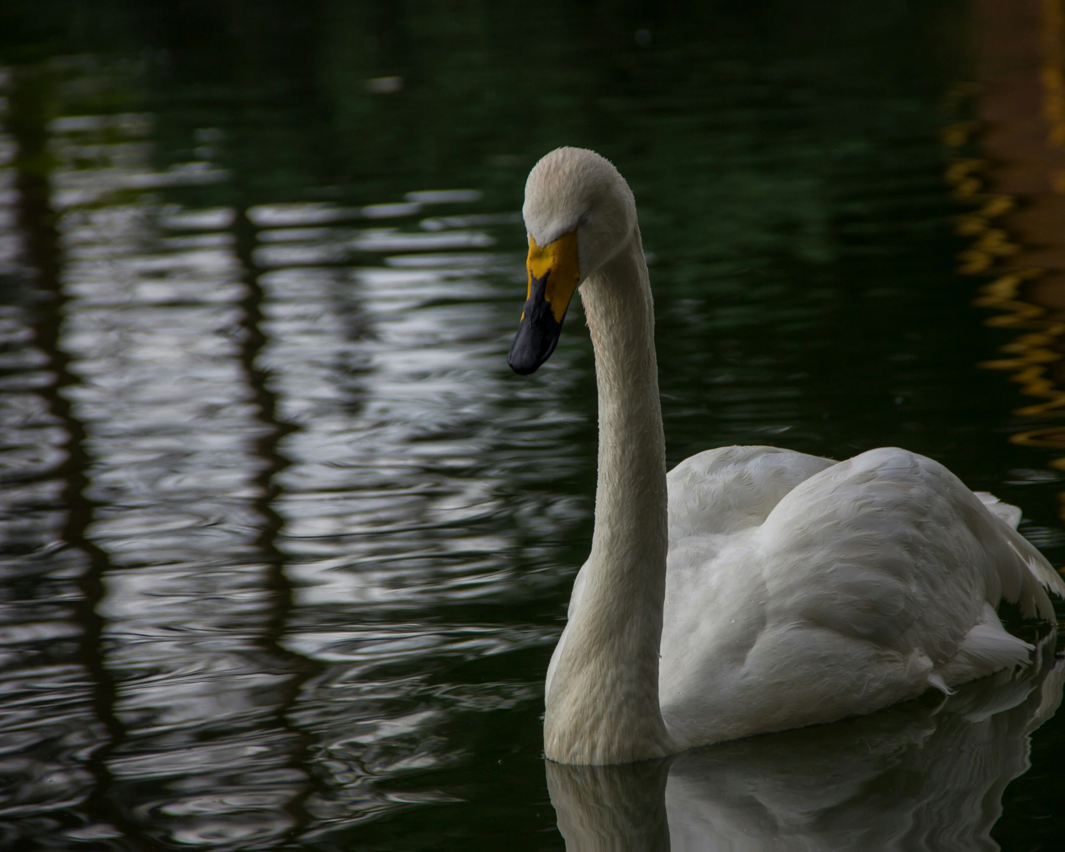 a swan swimming in the water while its head is turned to look at soing