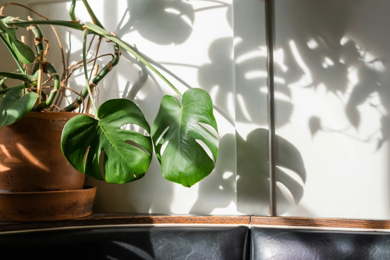 some large green plants are by the wall