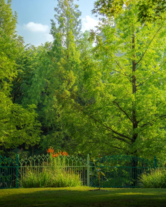 a grassy park area with green trees and an iron fence