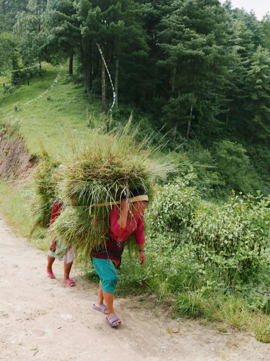 two women carrying a large bunch of grass