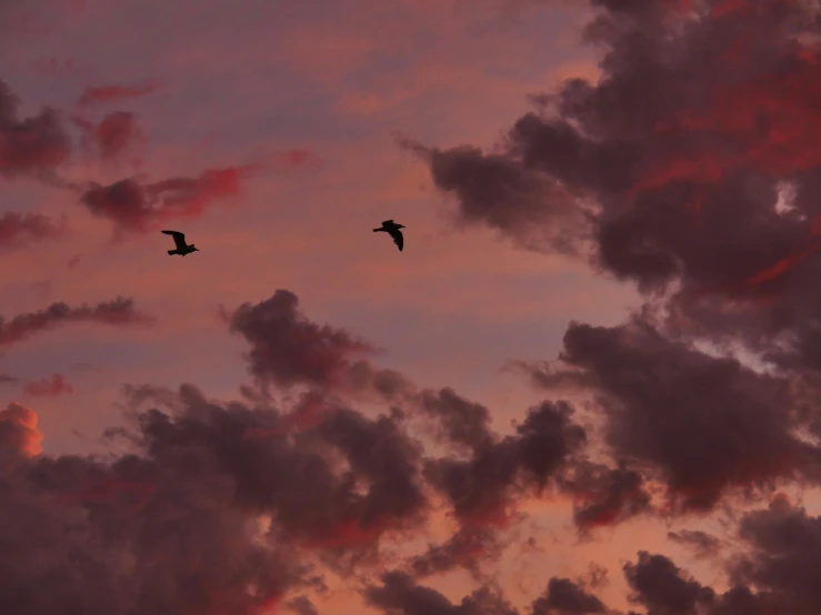 two birds are flying against the dusk sky