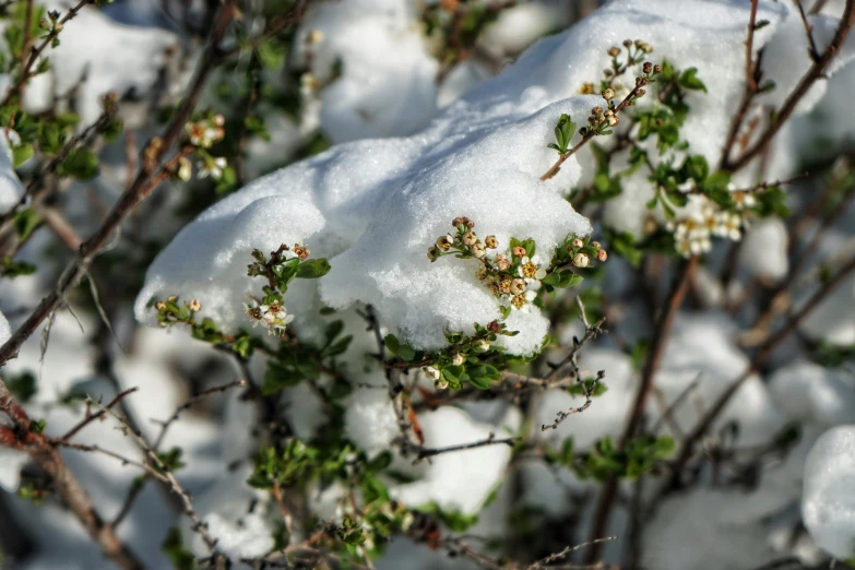snow is covering green leaves and bushes in the snow