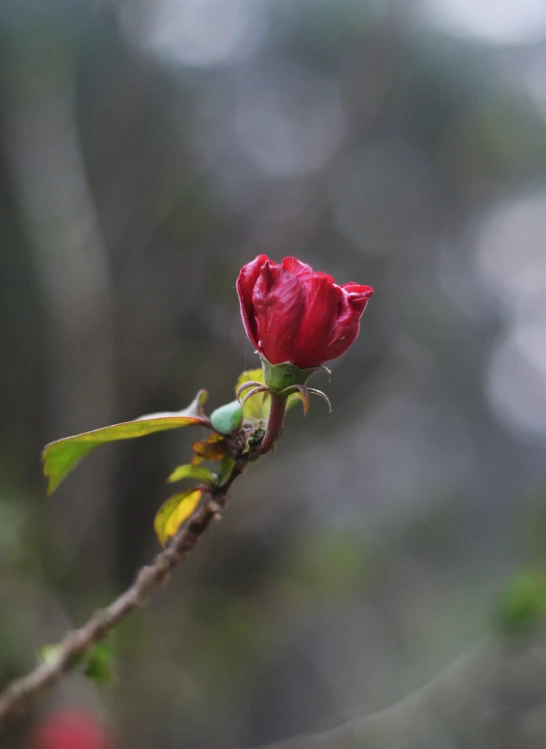 a lone flower with budding in the morning