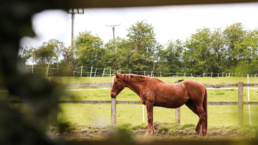 a horse is standing on grass in front of a wooden fence