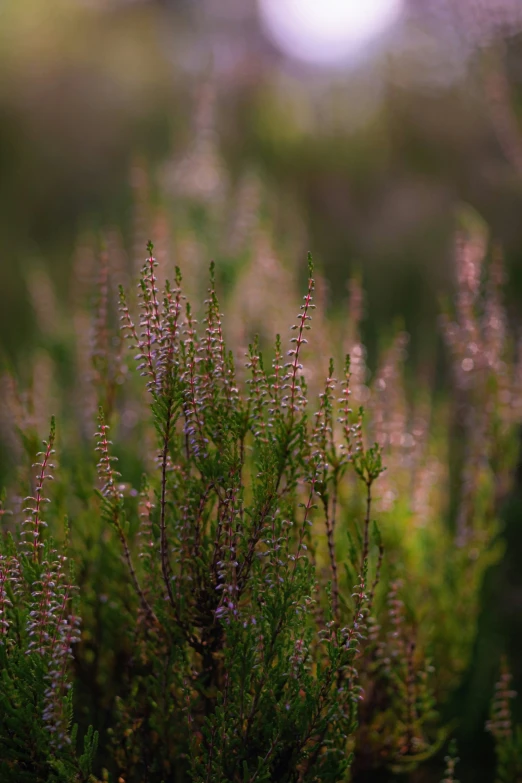 small, purple flowers grow in the foreground as seen from a distance