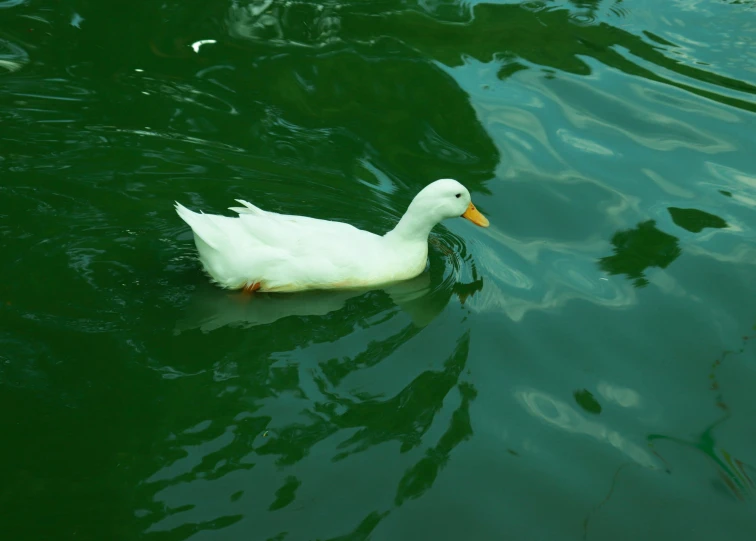 a duck swims in the dark green water