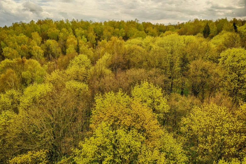 a po taken above a lush green forest