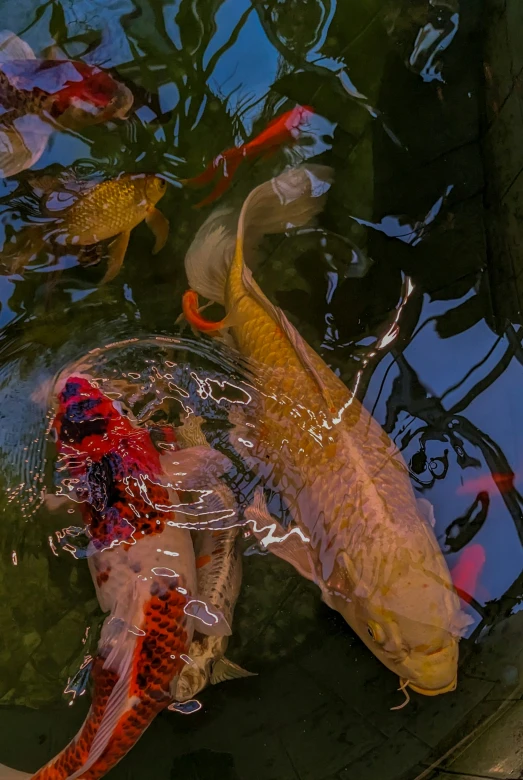 several koi fish are in the water with some bubbles