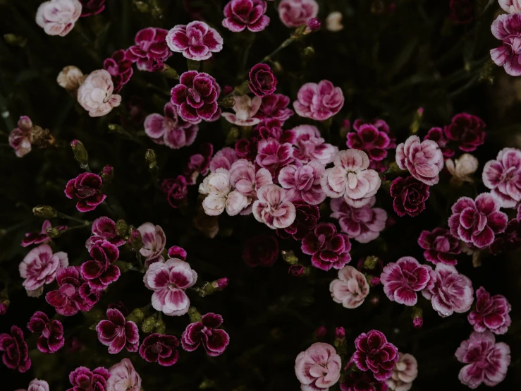 an image of many pink flowers and green leaves