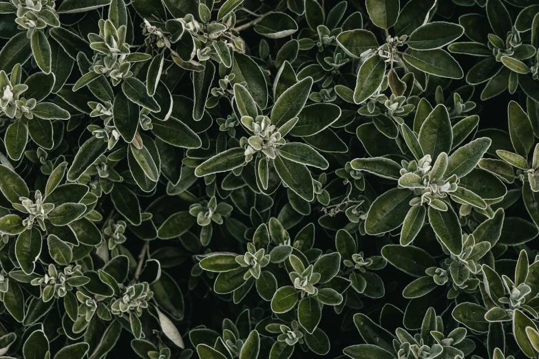 a bush with green leaves is shown