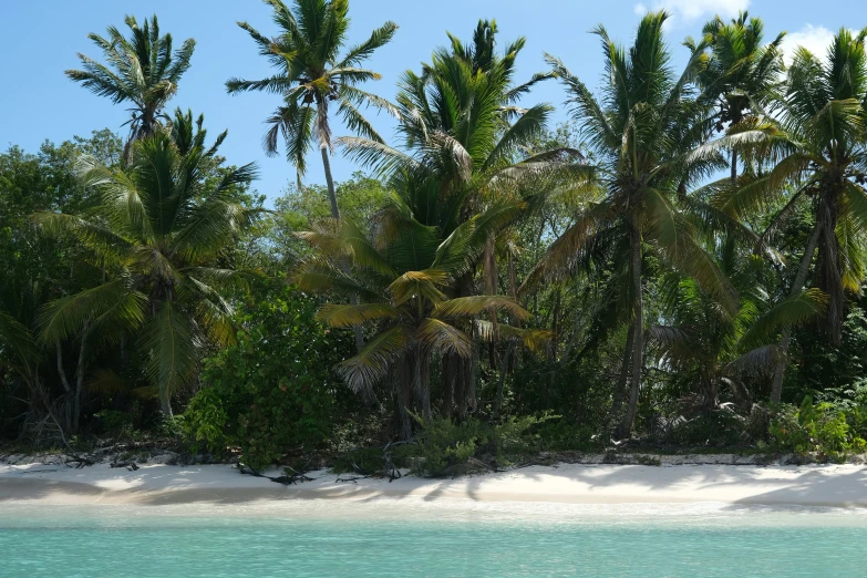 a group of palm trees next to a beach