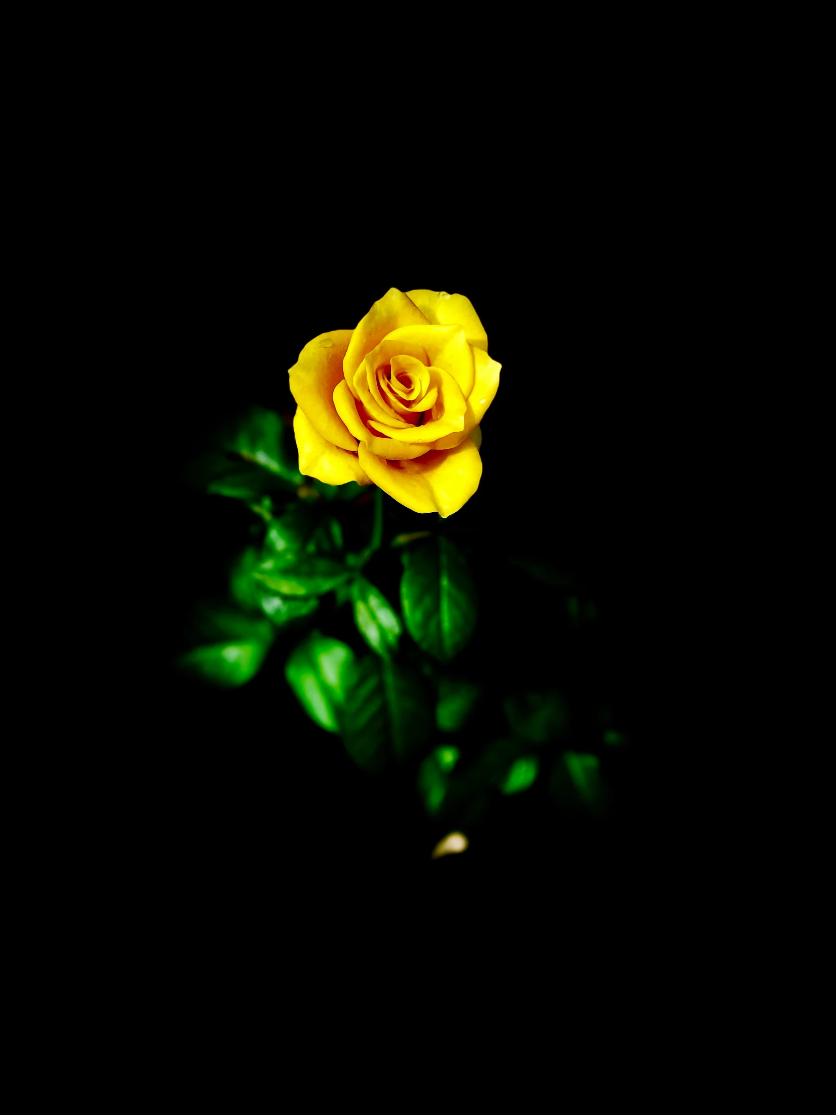 a yellow flower blooming in the dark