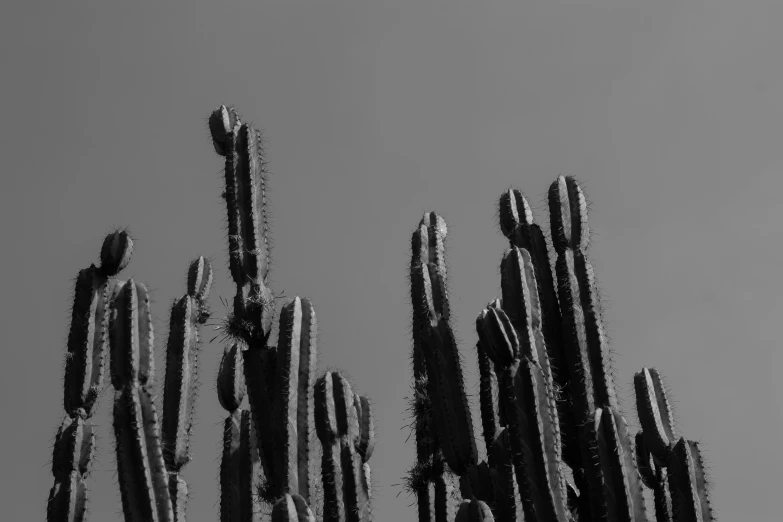 a tall cactus is shown in black and white