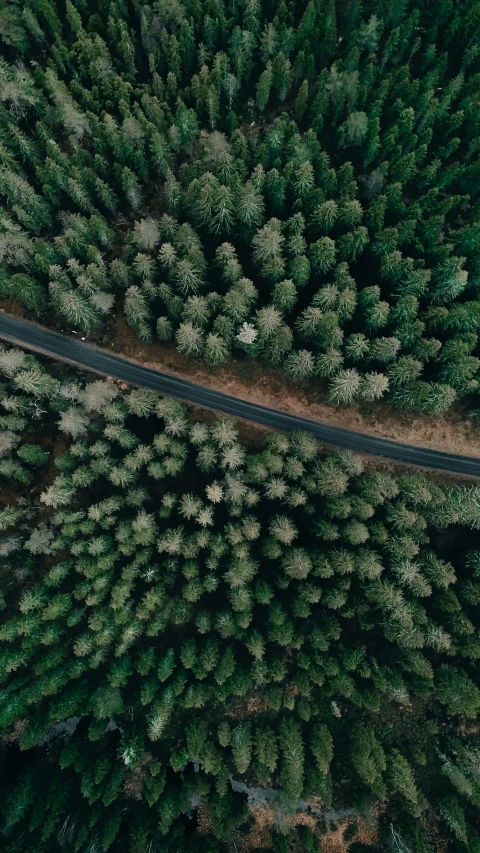 a truck drives past a forest of tall trees