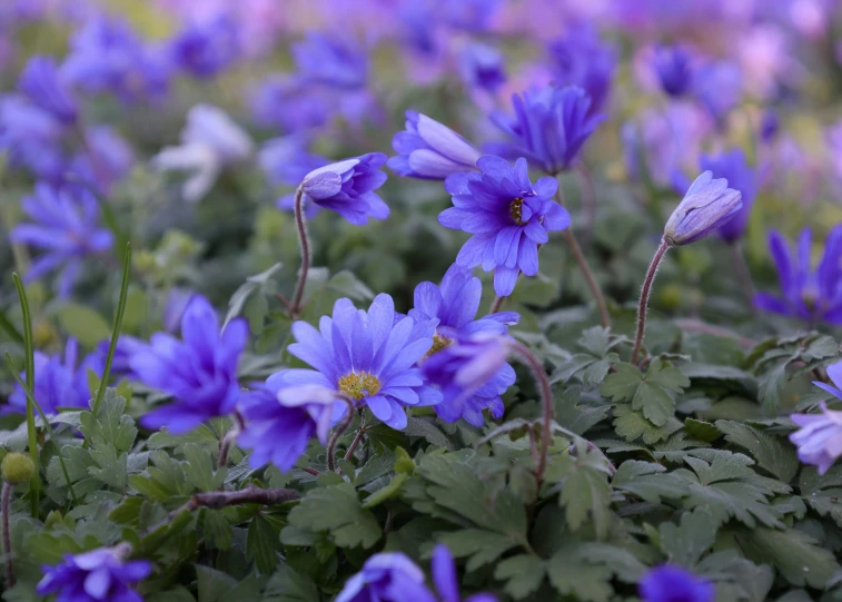 an image of some purple flowers growing on the ground