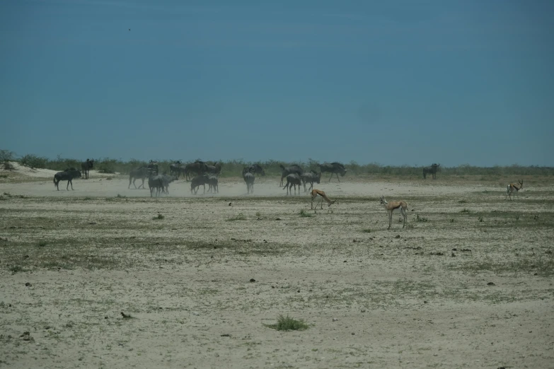 animals in the distance standing in the grass