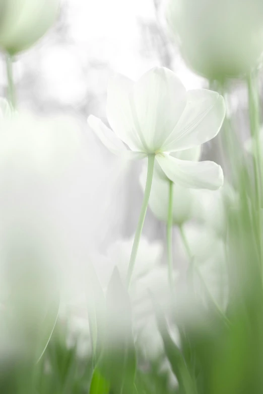 white flowers with green stems in front of a sky