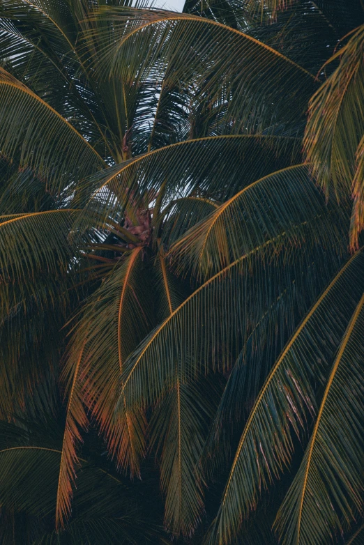 a palm tree with brown and green leaves