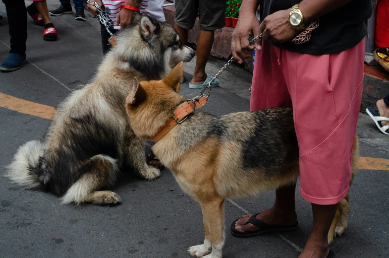a group of dogs are on the street