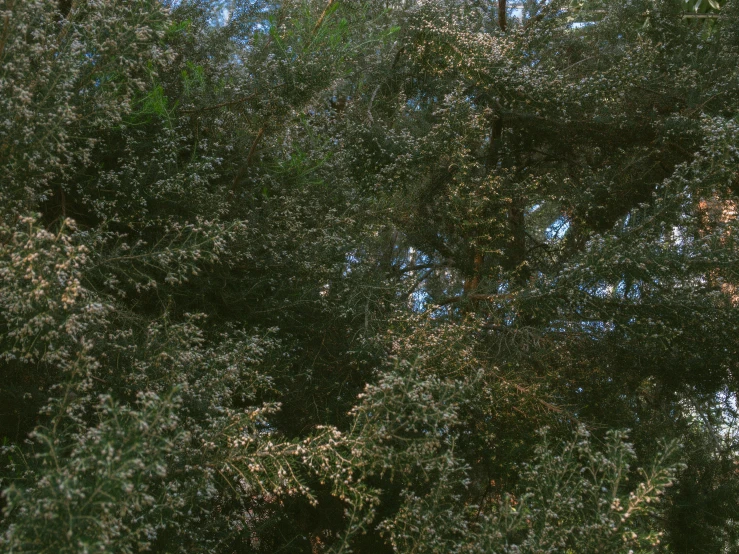 the trees are tall with their brown flowers