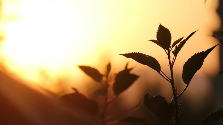 a sun setting in the background behind two small green leaves