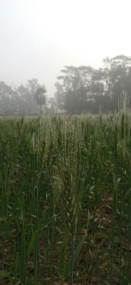 a tall grass field with lots of small grass on it