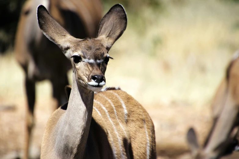 a couple of deer standing next to each other