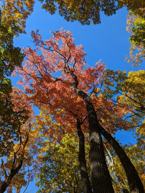 a tree with red leaves is tall in the sky